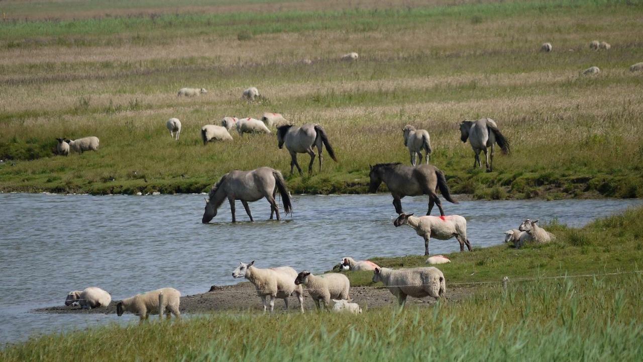 Wattenblick Büsum Kültér fotó